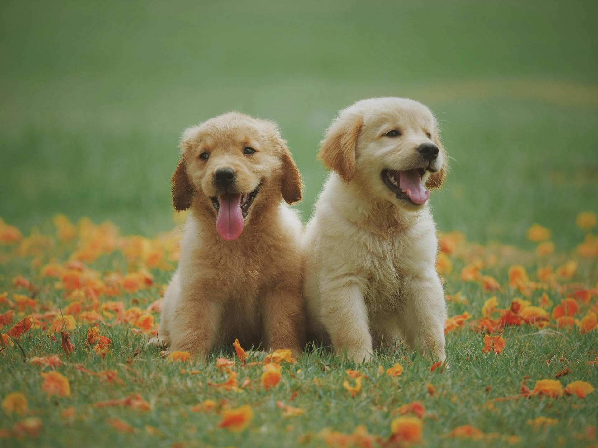 Emergency vets in United States