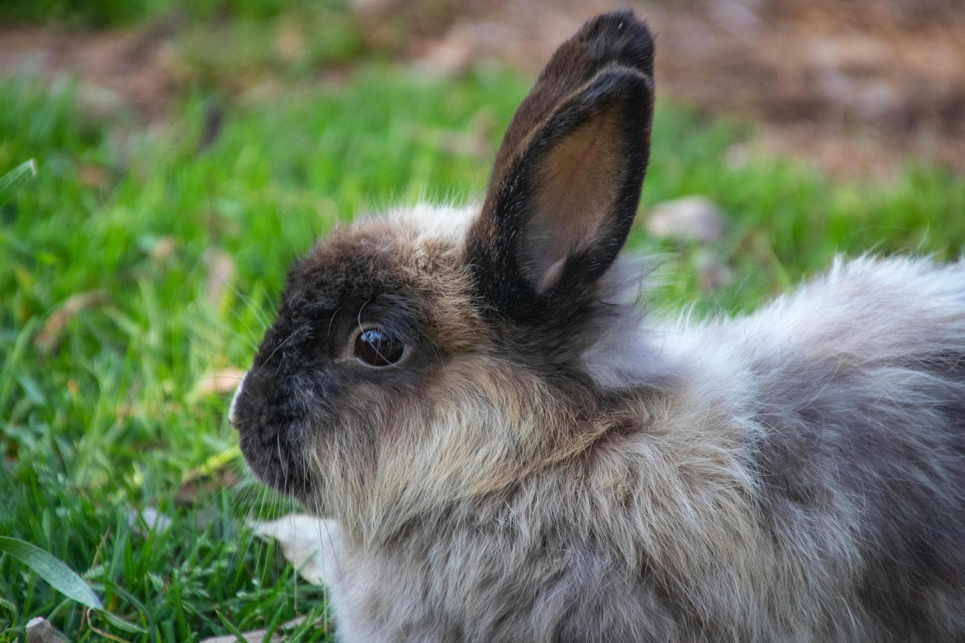 Emergency vets in United States