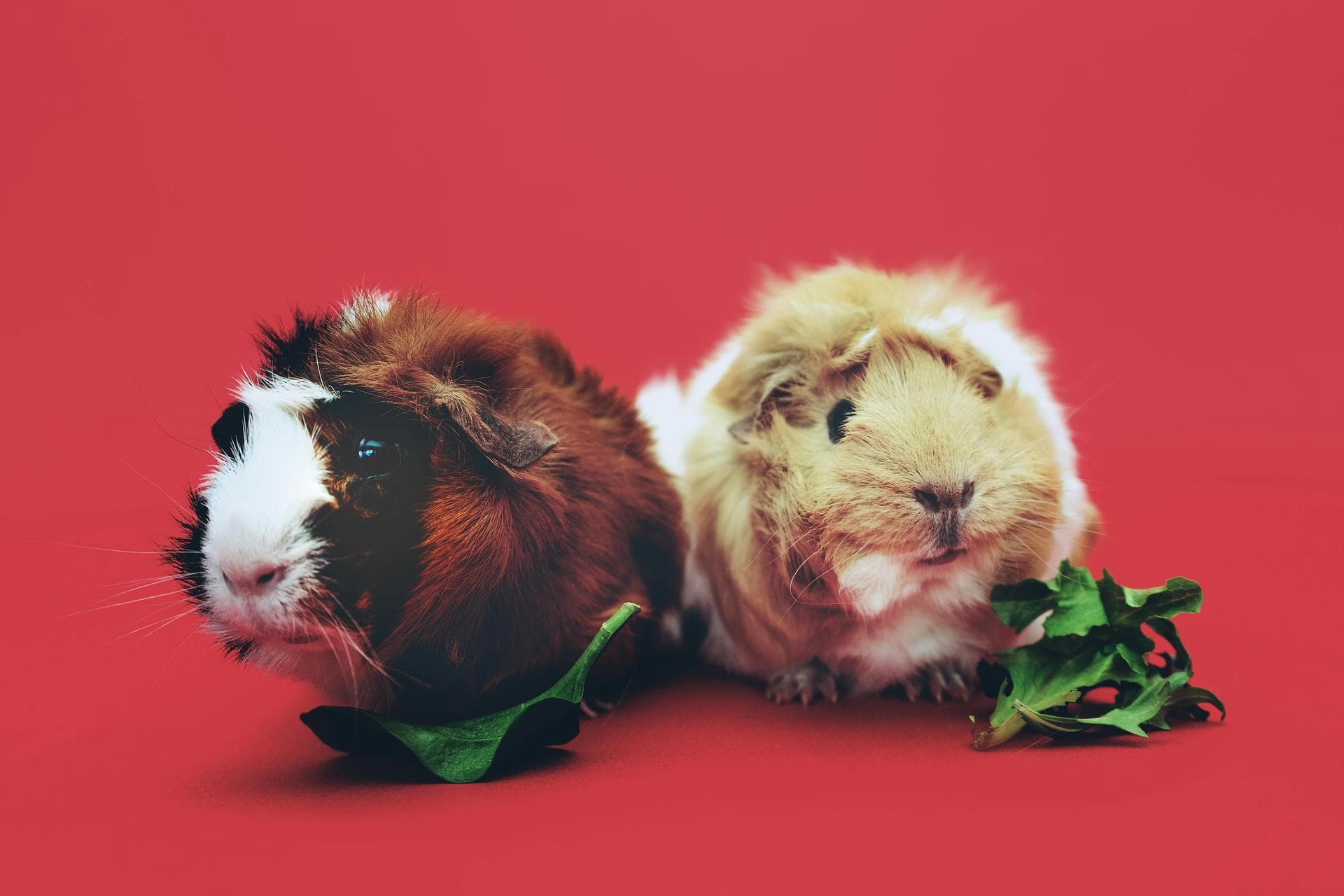 Specialist Vets in United States